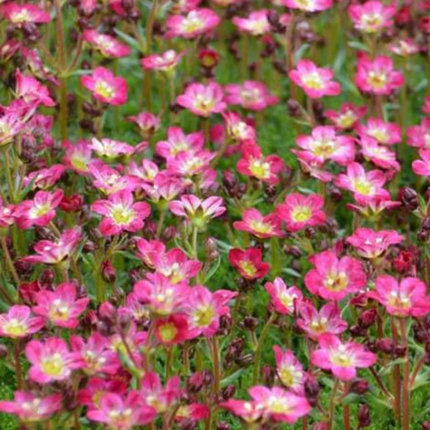 Moos-Steinbreche 'Pixie' - Blühender Teppich in Pink