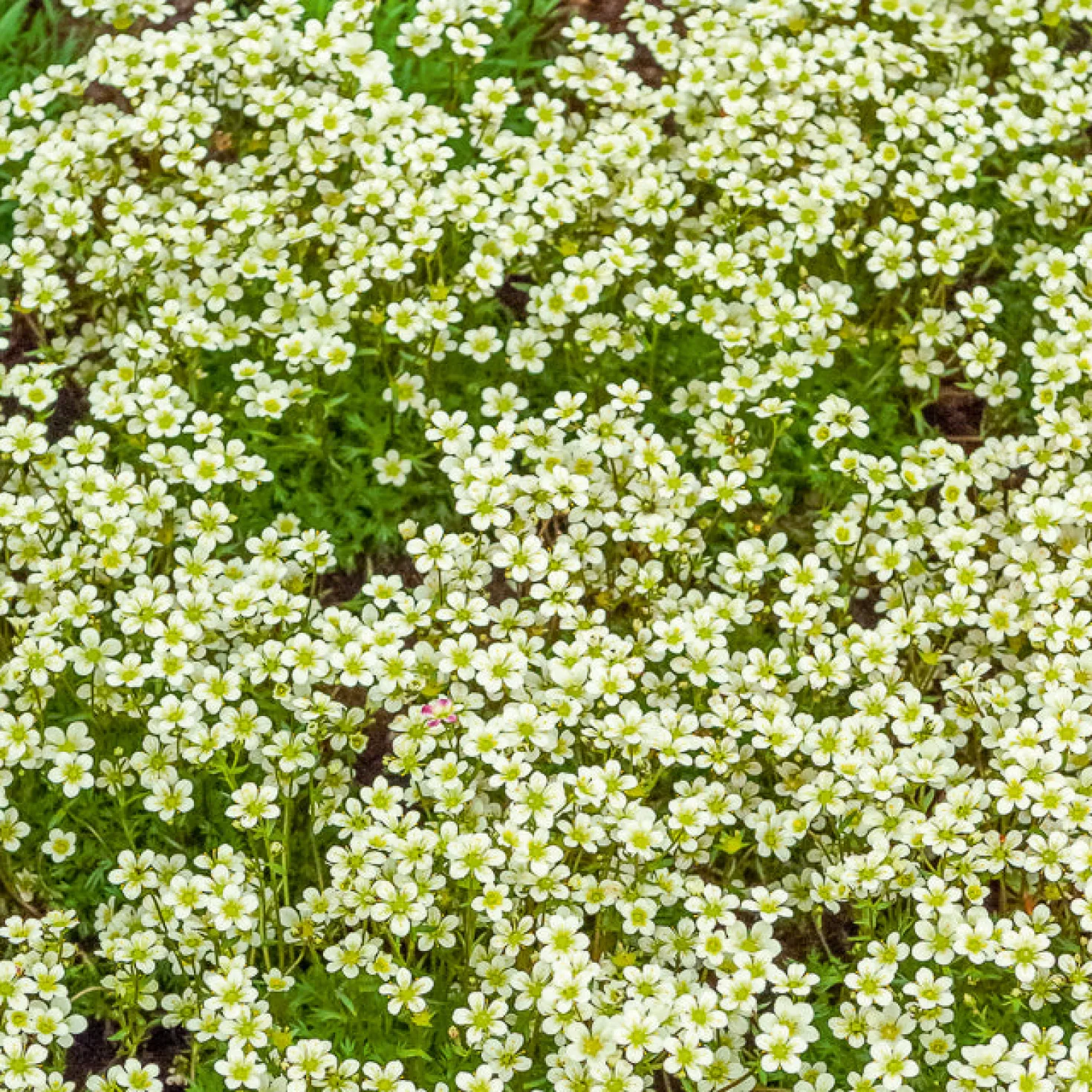 Moos-Steinbreche 'Pixie White' - Weißer Blütenteppich