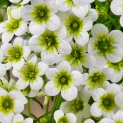 Moos-Steinbreche 'Pixie White' - Weißer Blütenteppich