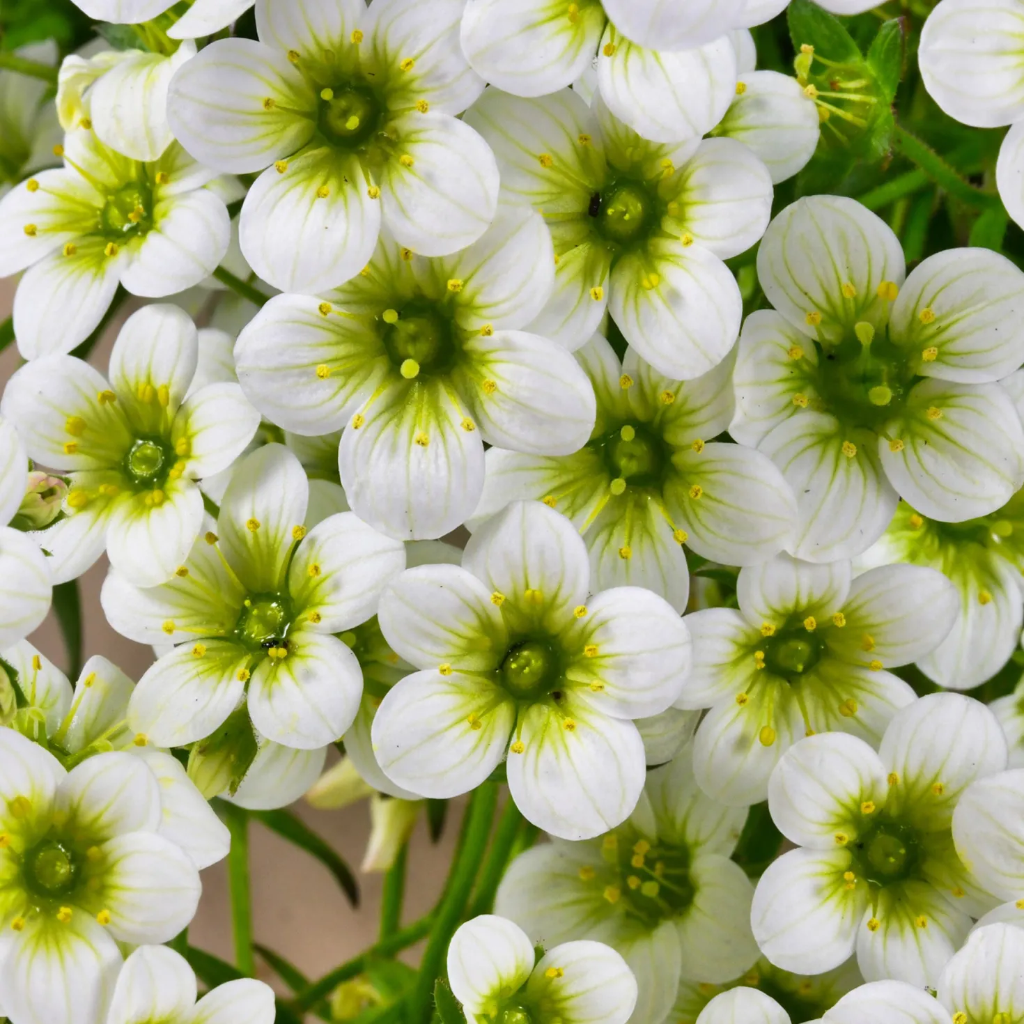 Moos-Steinbreche 'Pixie White' - Weißer Blütenteppich