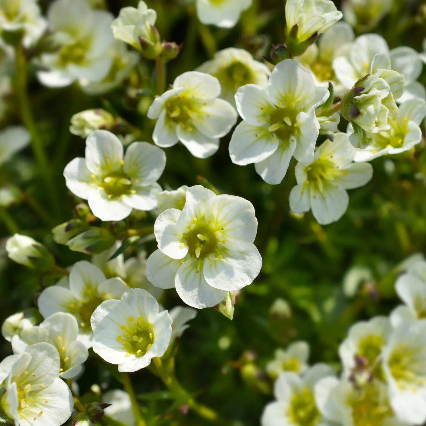 Moos-Steinbreche 'Pixie White' - Weißer Blütenteppich
