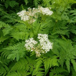 Moschus-Kerbel - Süßes Anis-Aroma pur