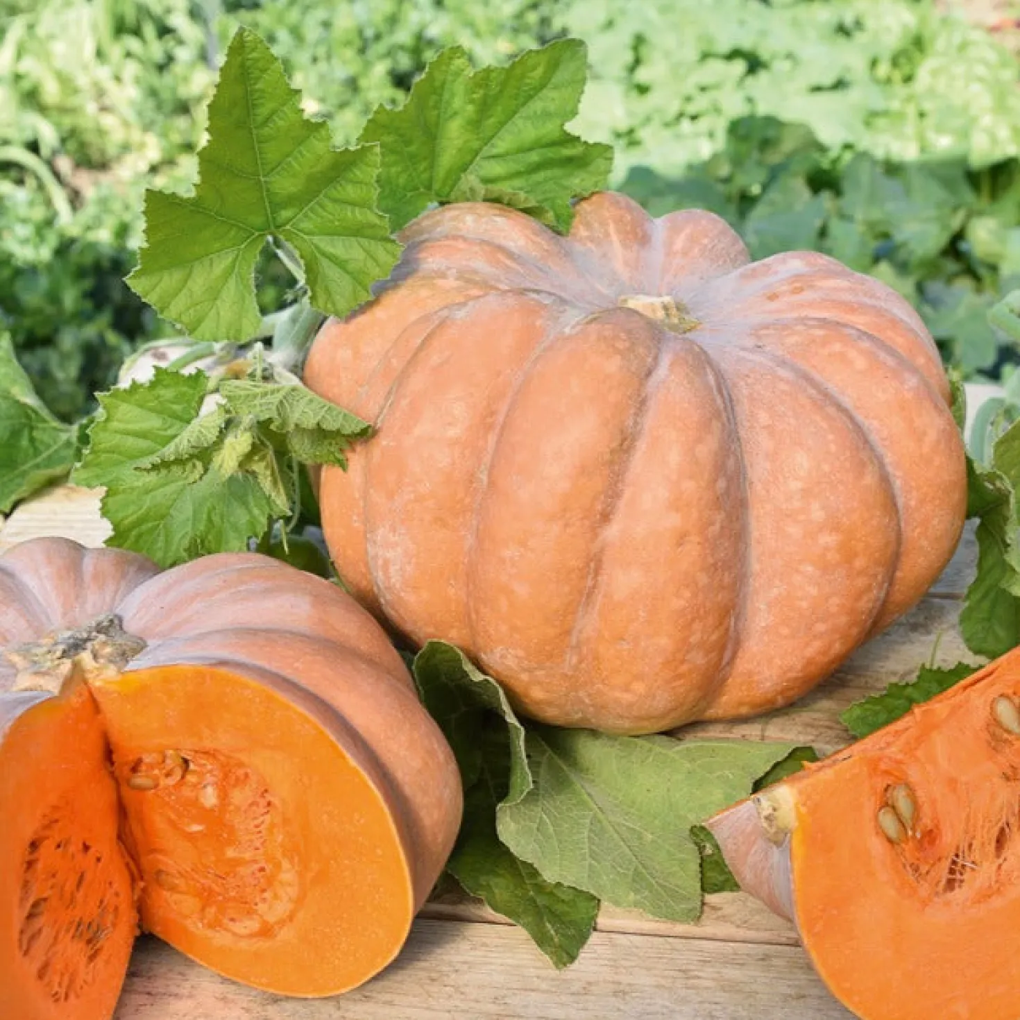 Moschuskürbis ‘Musquée de Provence’ - Süßes Fruchtfleisch garantiert