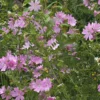 Moschus-Malve 'Rosea' - Rosa Blüten den ganzen Sommer