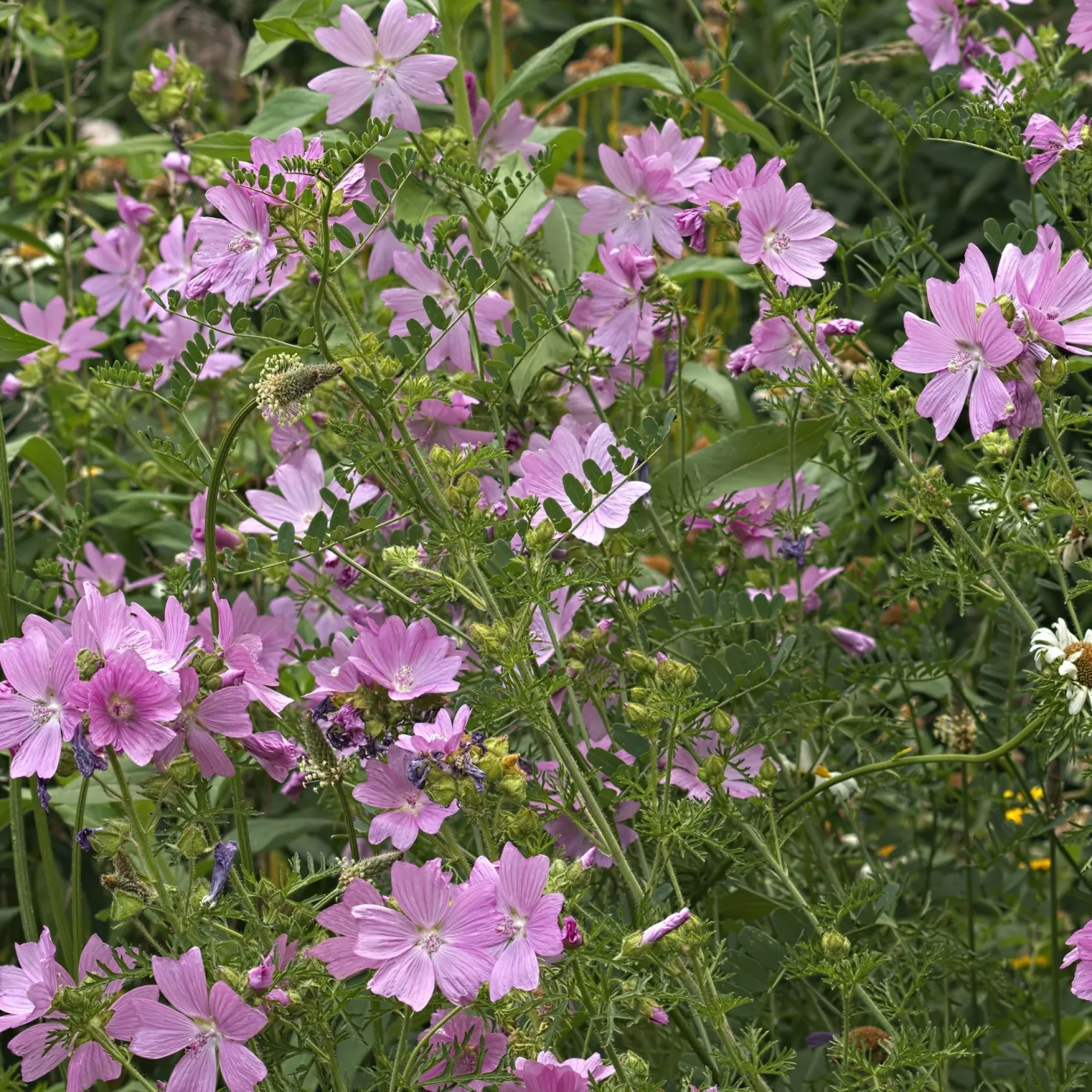 Moschus-Malve 'Rosea' - Rosa Blüten den ganzen Sommer