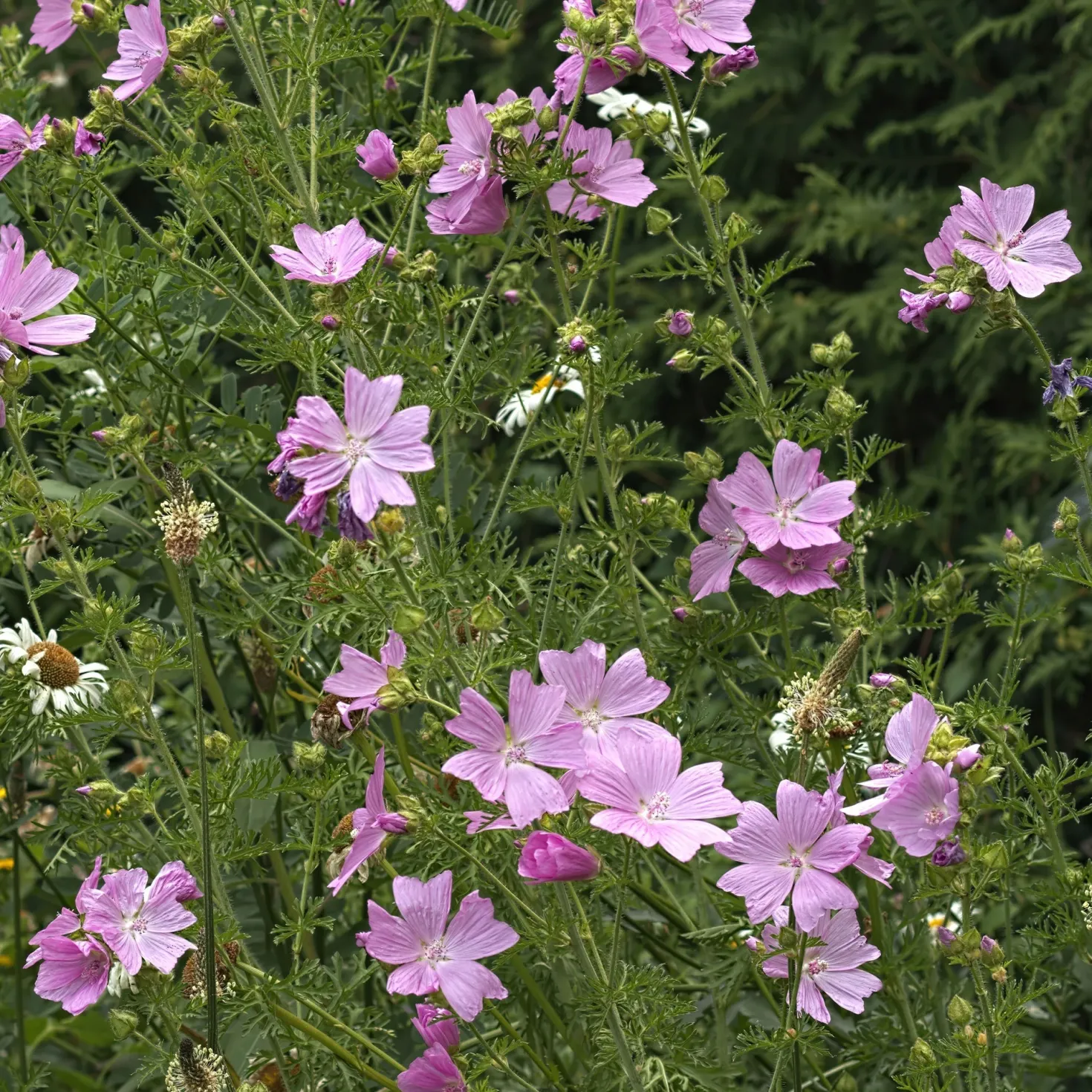 Moschus-Malve 'Rosea' - Rosa Blüten den ganzen Sommer