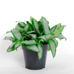 Murdannia Loriformis 'Bright Star' - Silberglanz für dein Zuhause