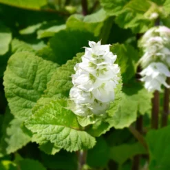Muskatellersalbei Vatican White - Reinweiß und bienenmagnet
