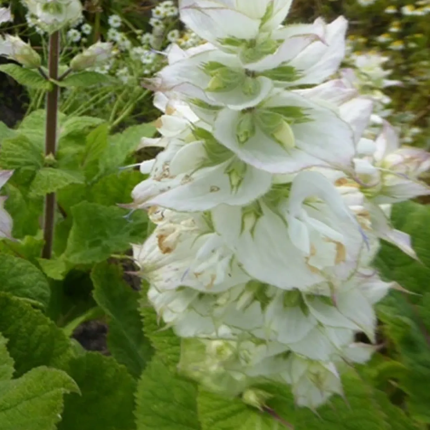 Muskatellersalbei Vatican White - Reinweiß und bienenmagnet