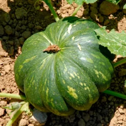 Muskatkürbis Musque de Provence - Süß, aromatisch, lange haltbar