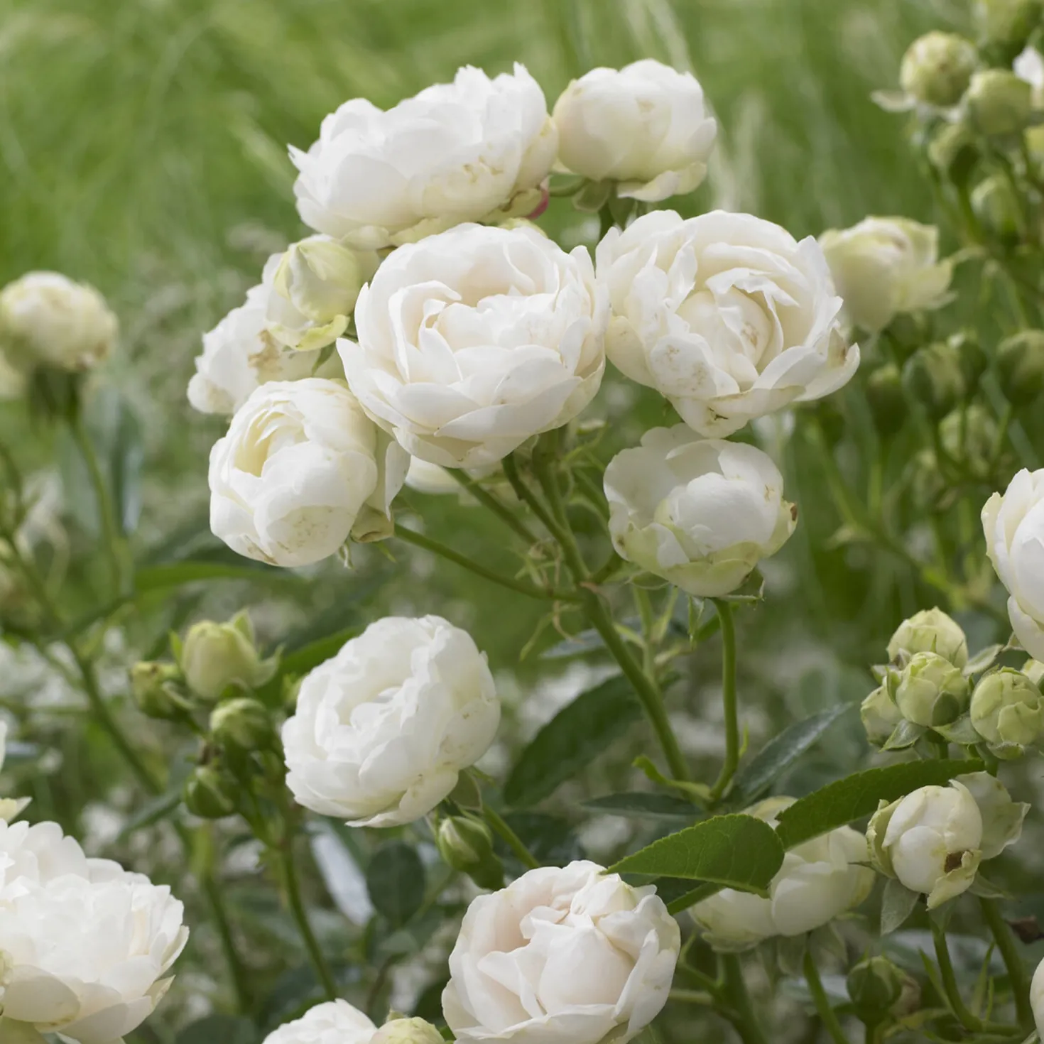 Muttertagsrose weiß - Weiße Blüten den ganzen Sommer