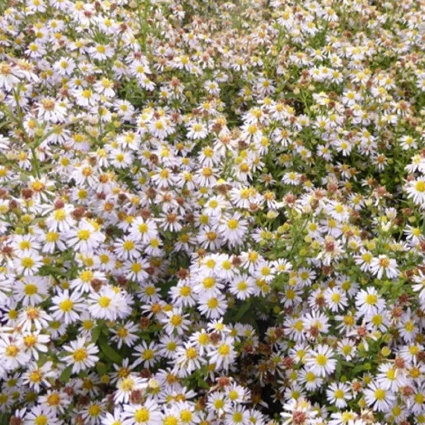 Myrten Aster 'Erlkönig' - Weißer Blütenzauber im Herbst