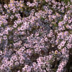 Myrten Aster 'Pink Star' - Ein Meer aus Sternenblüten