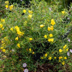Nachtkerze African Sun - Sonnengelb den ganzen Sommer