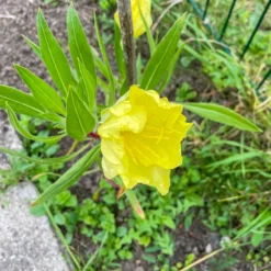 Nachtkerzen (x2) - Riesenblüten den ganzen Sommer