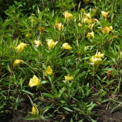 Nachtkerzen (x2) - Riesenblüten den ganzen Sommer
