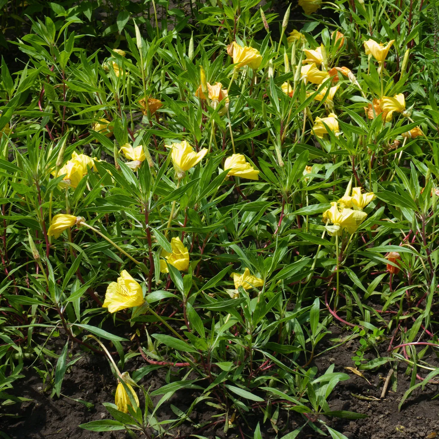 Nachtkerzen (x2) - Riesenblüten den ganzen Sommer