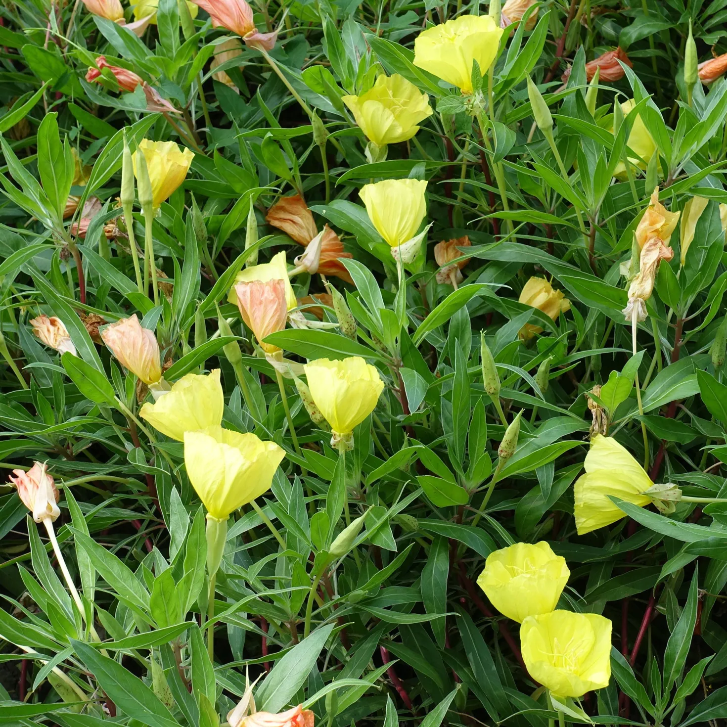 Nachtkerzen (x2) - Riesenblüten den ganzen Sommer