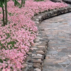 Nachtkerze 'Siskiyou Pink' (x2) - Rosa Blüten den ganzen Sommer