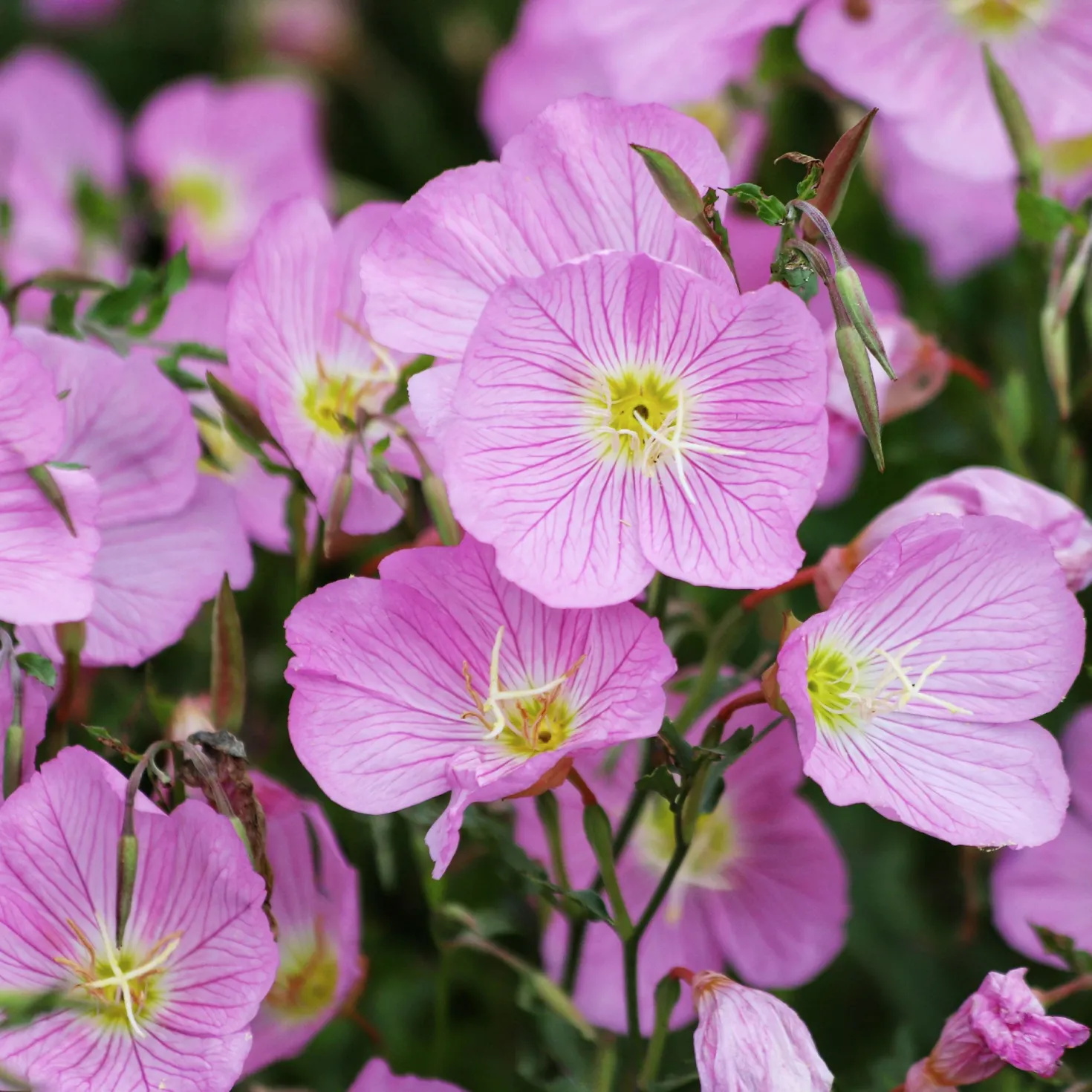 Nachtkerze 'Siskiyou Pink' (x2) - Rosa Blüten den ganzen Sommer