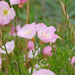 Nachtkerze 'Siskiyou Pink' (x2) - Rosa Blüten den ganzen Sommer