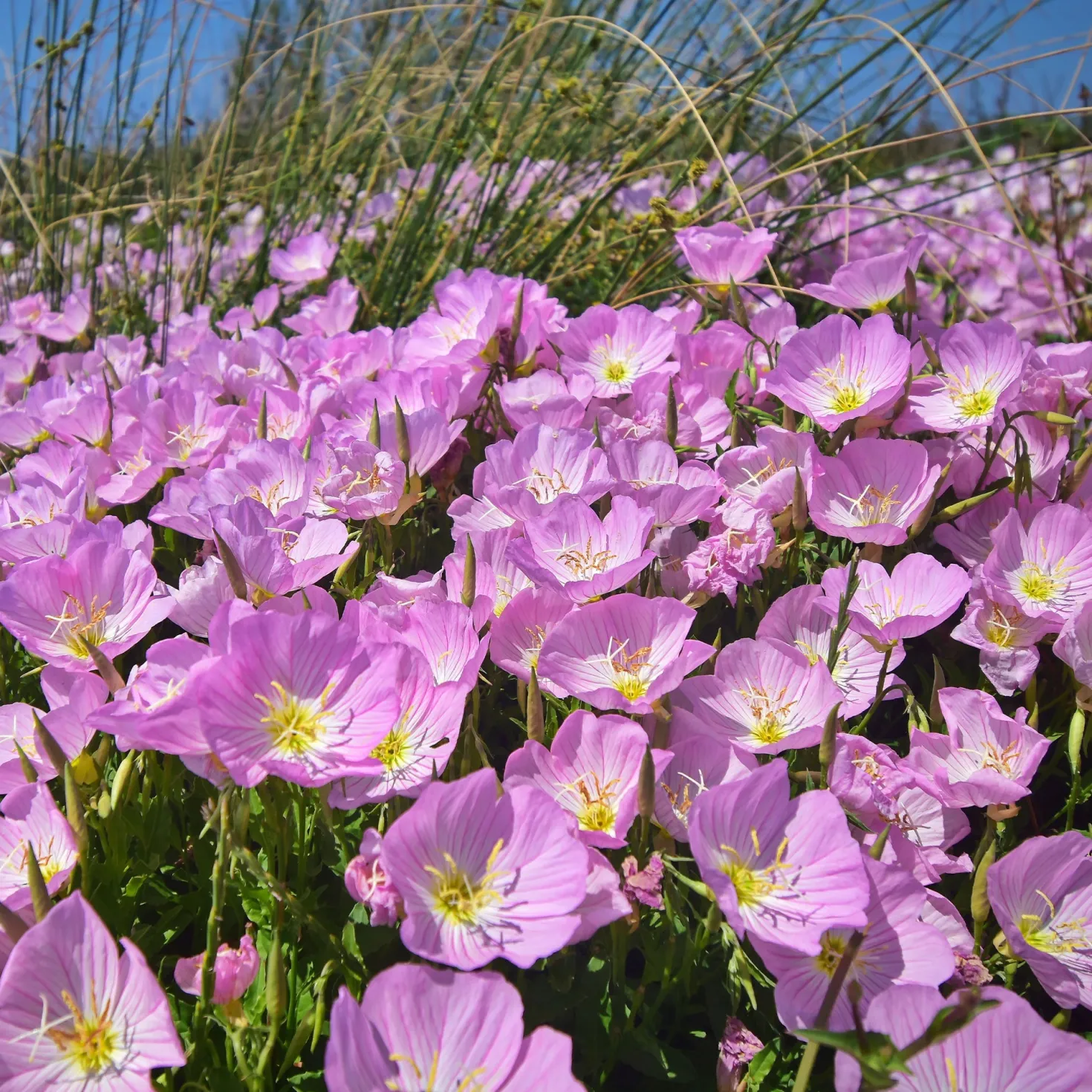Nachtkerze 'Siskiyou Pink' (x2) - Rosa Blüten den ganzen Sommer