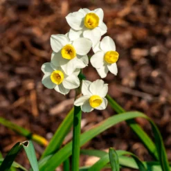 Narzisse Avalanche - Bis zu 15 Blüten pro Stiel