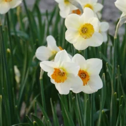 Narzisse 'Barrett Browning' (x5) - Frühling im Handumdrehen