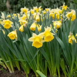 Narzisse 'Goblet' (x10) - Frühling im Doppelpack
