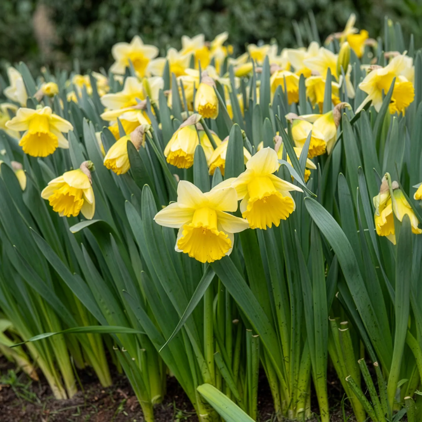 Narzisse 'Goblet' (x10) - Frühling im Doppelpack