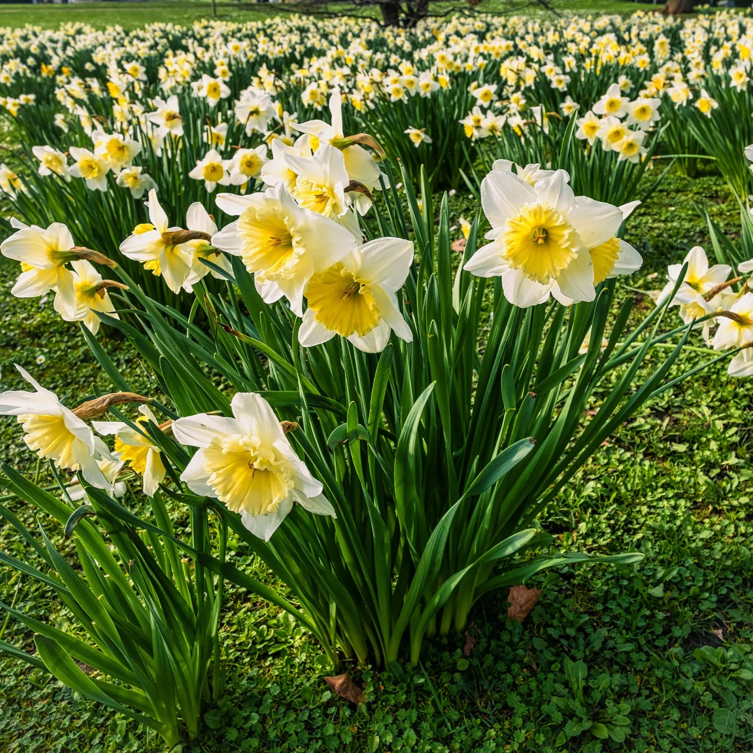 Narzisse 'Goblet' (x10) - Frühling im Doppelpack
