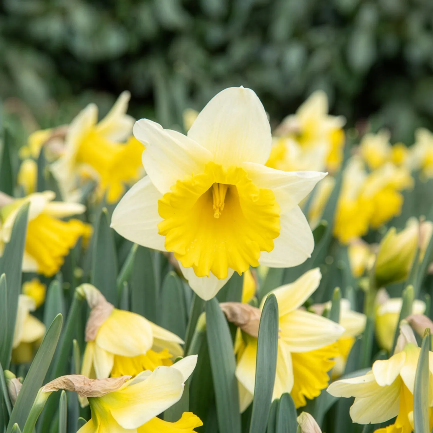 Narzisse 'Goblet' (x10) - Frühling im Doppelpack