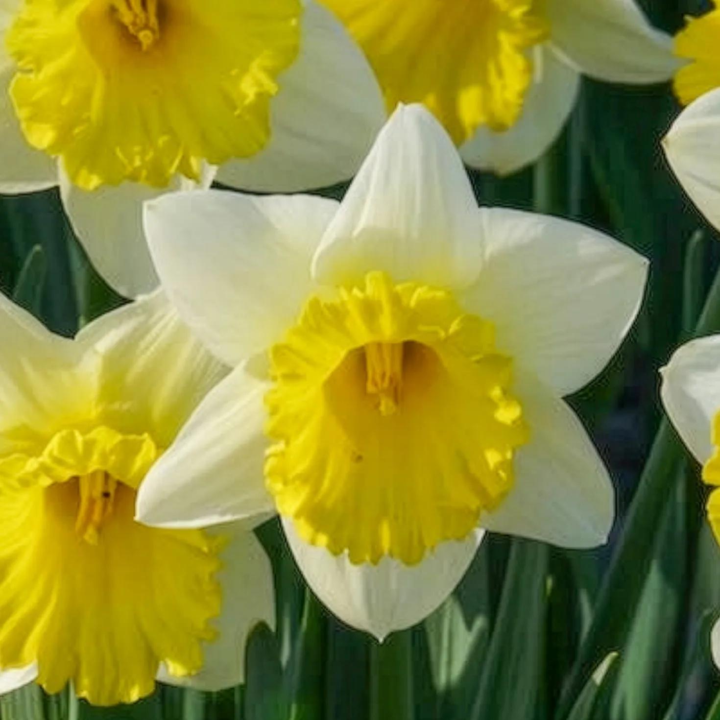 Narzisse 'Goblet' (x10) - Frühling im Doppelpack