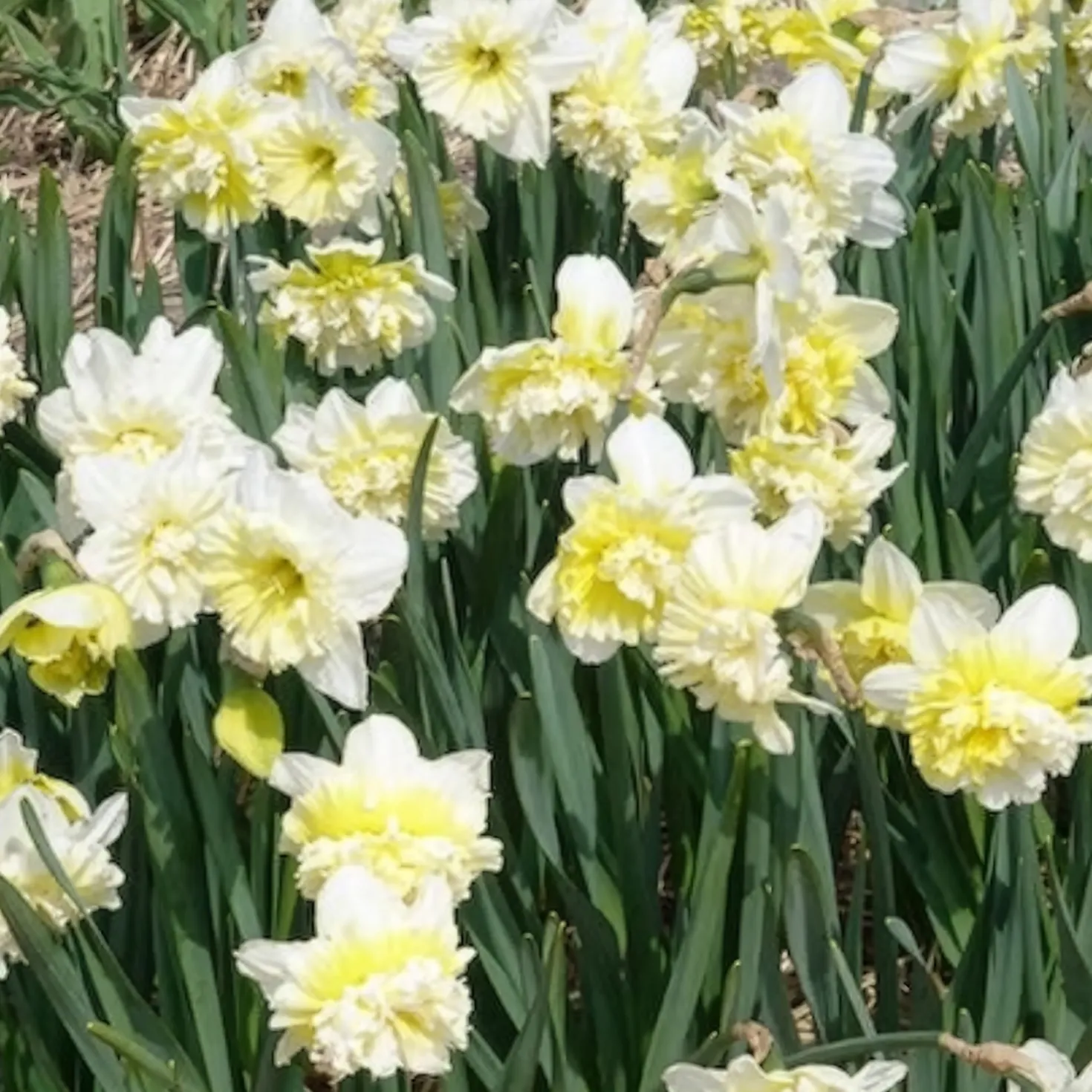 Narzisse Ice King (x5) - Gefüllte Blüten im Frühling