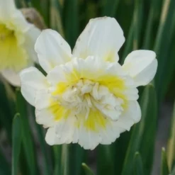 Narzisse Ice King (x5) - Gefüllte Blüten im Frühling