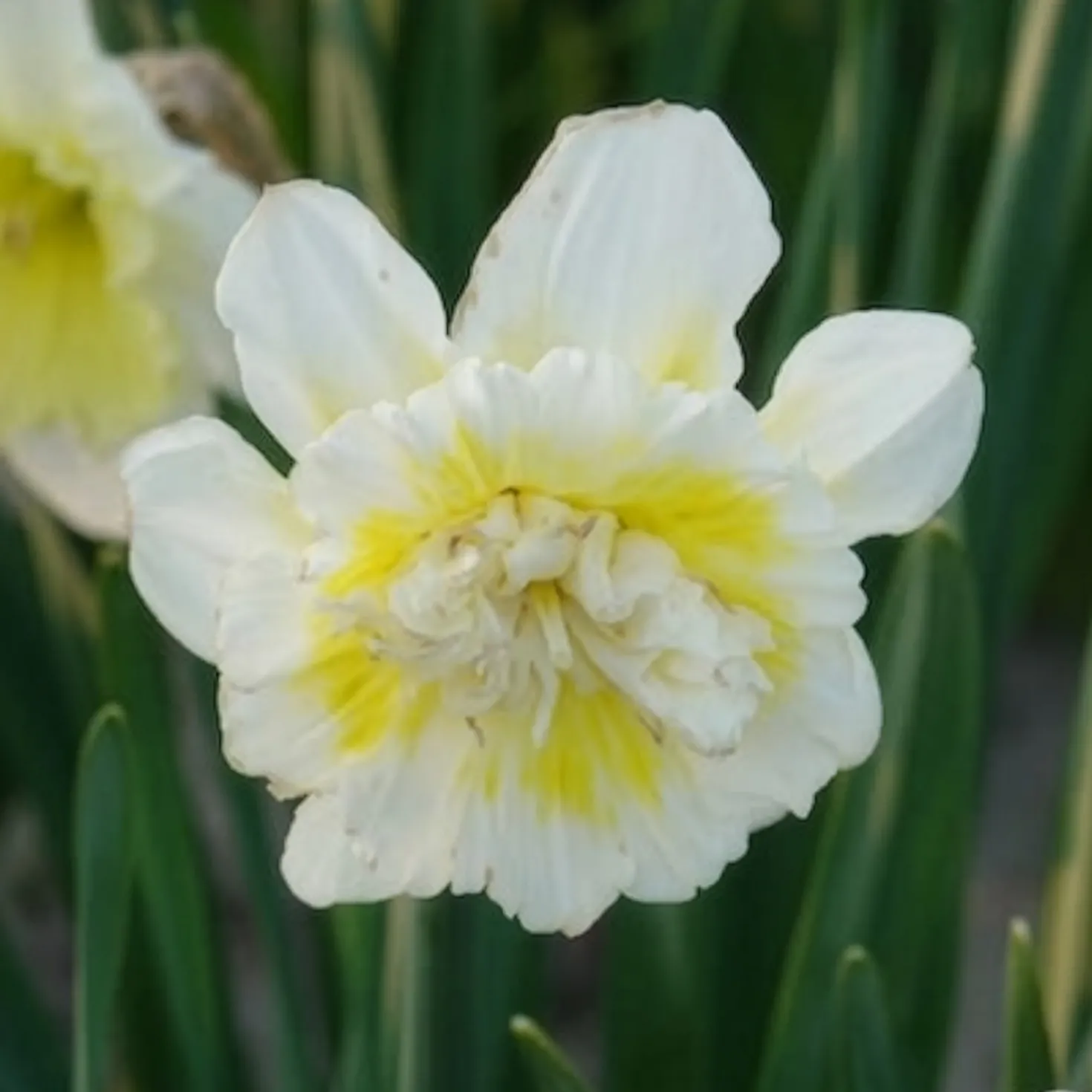 Narzisse Ice King (x5) - Gefüllte Blüten im Frühling