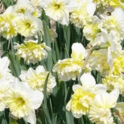 Narzisse Ice King (x5) - Gefüllte Blüten im Frühling
