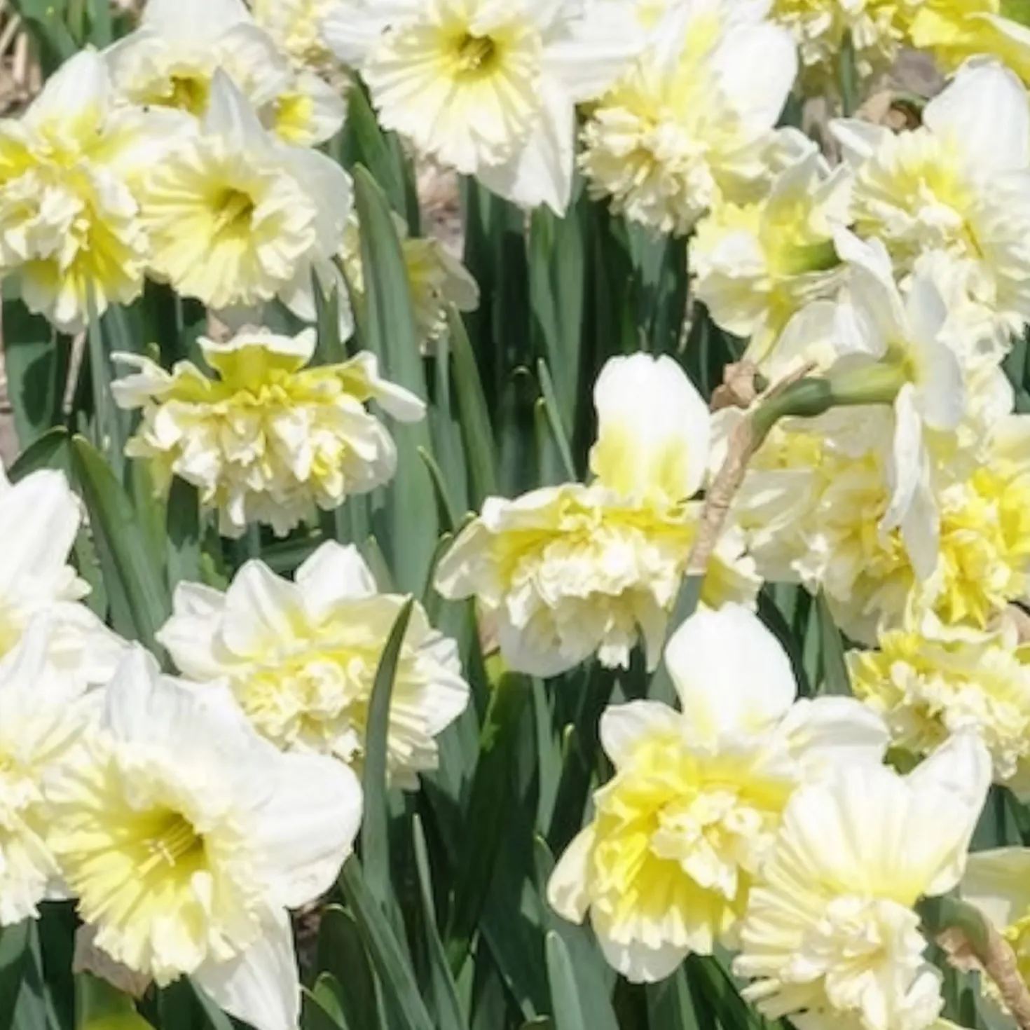 Narzisse Ice King (x5) - Gefüllte Blüten im Frühling