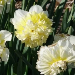 Narzisse Ice King (x5) - Gefüllte Blüten im Frühling