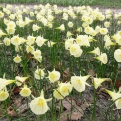 Narzissen Artic Bells (x10) - Cremeweiße Blüten im April