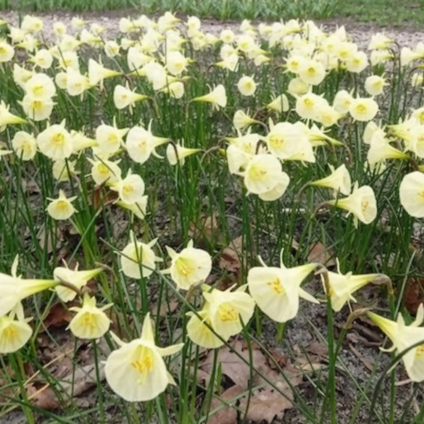 Narzissen Artic Bells (x10) - Cremeweiße Blüten im April