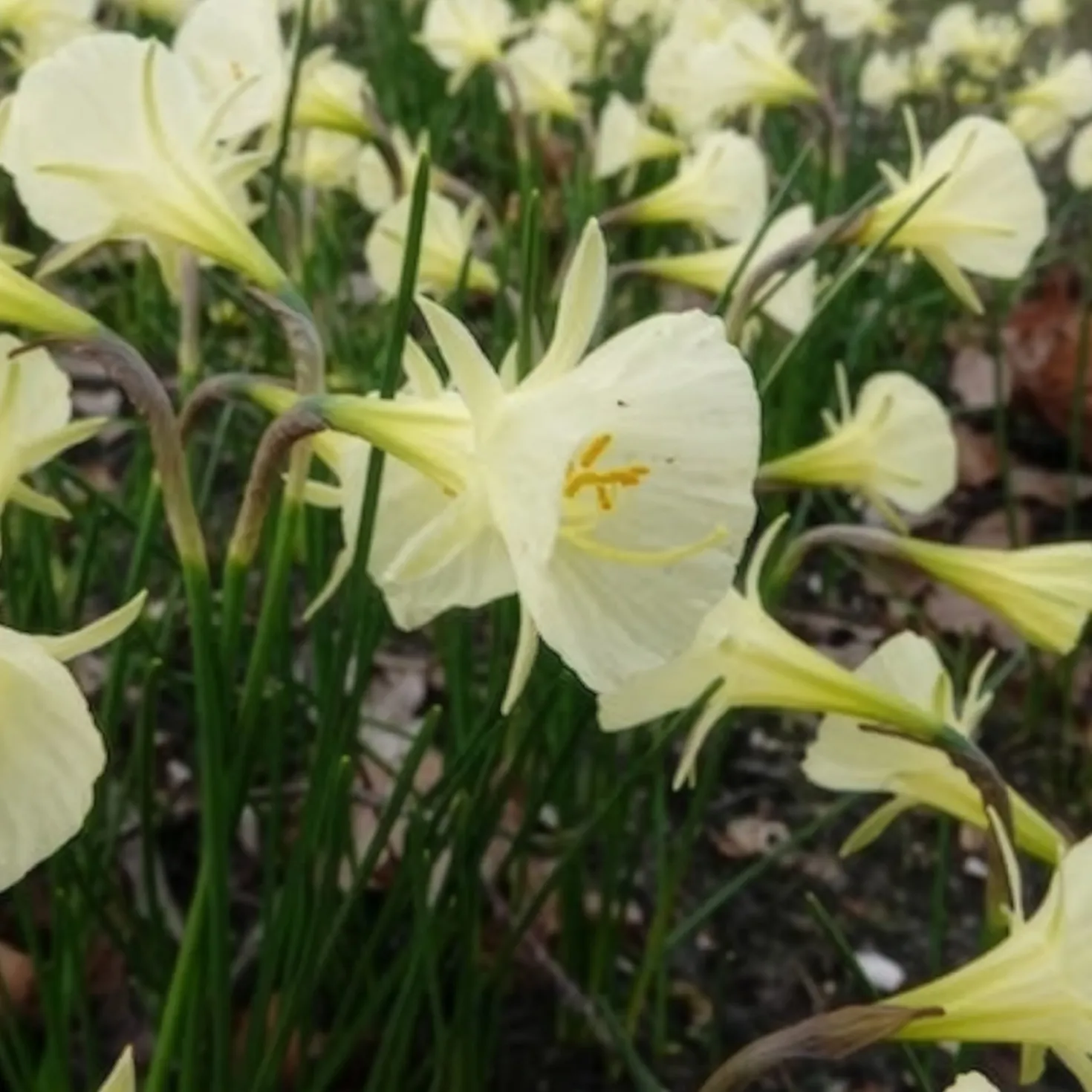 Narzissen Artic Bells (x10) - Cremeweiße Blüten im April