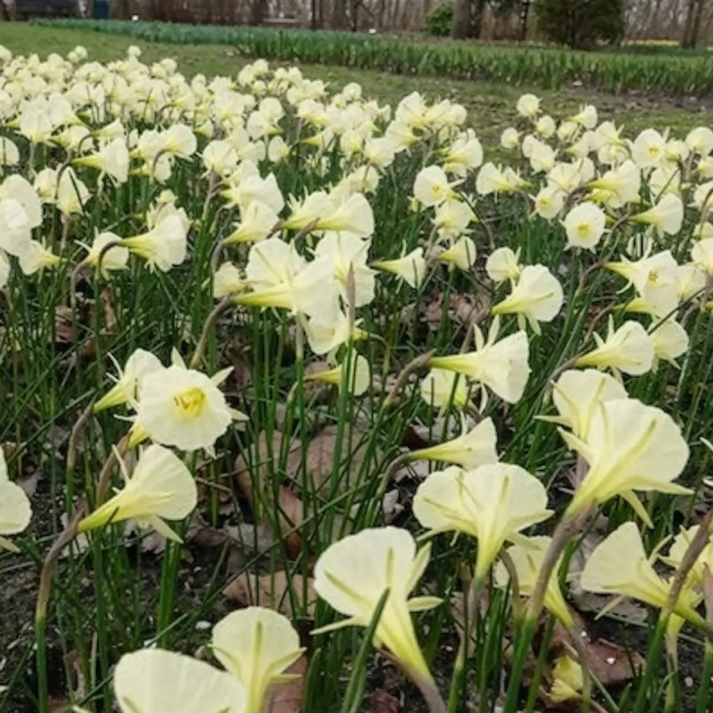 Narzissen Artic Bells (x10) - Cremeweiße Blüten im April