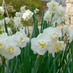 Narzissen ‘Cheerfulness’ (x5) - Duftende Frühlingsboten
