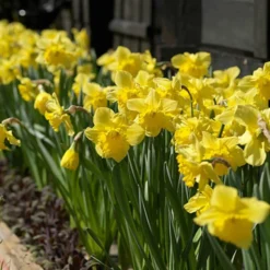 Narzissen 'Dutch Master' (x5) - Sonnengelb im Frühling