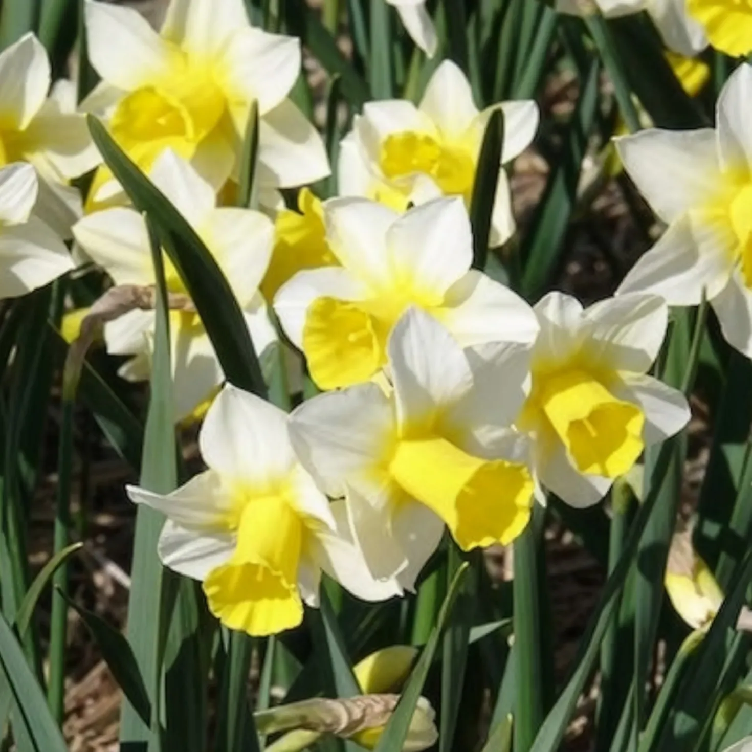 Narzissen Golden Echo (x7) - Sonnengelb im Frühling