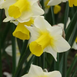 Narzissen Golden Echo (x7) - Sonnengelb im Frühling