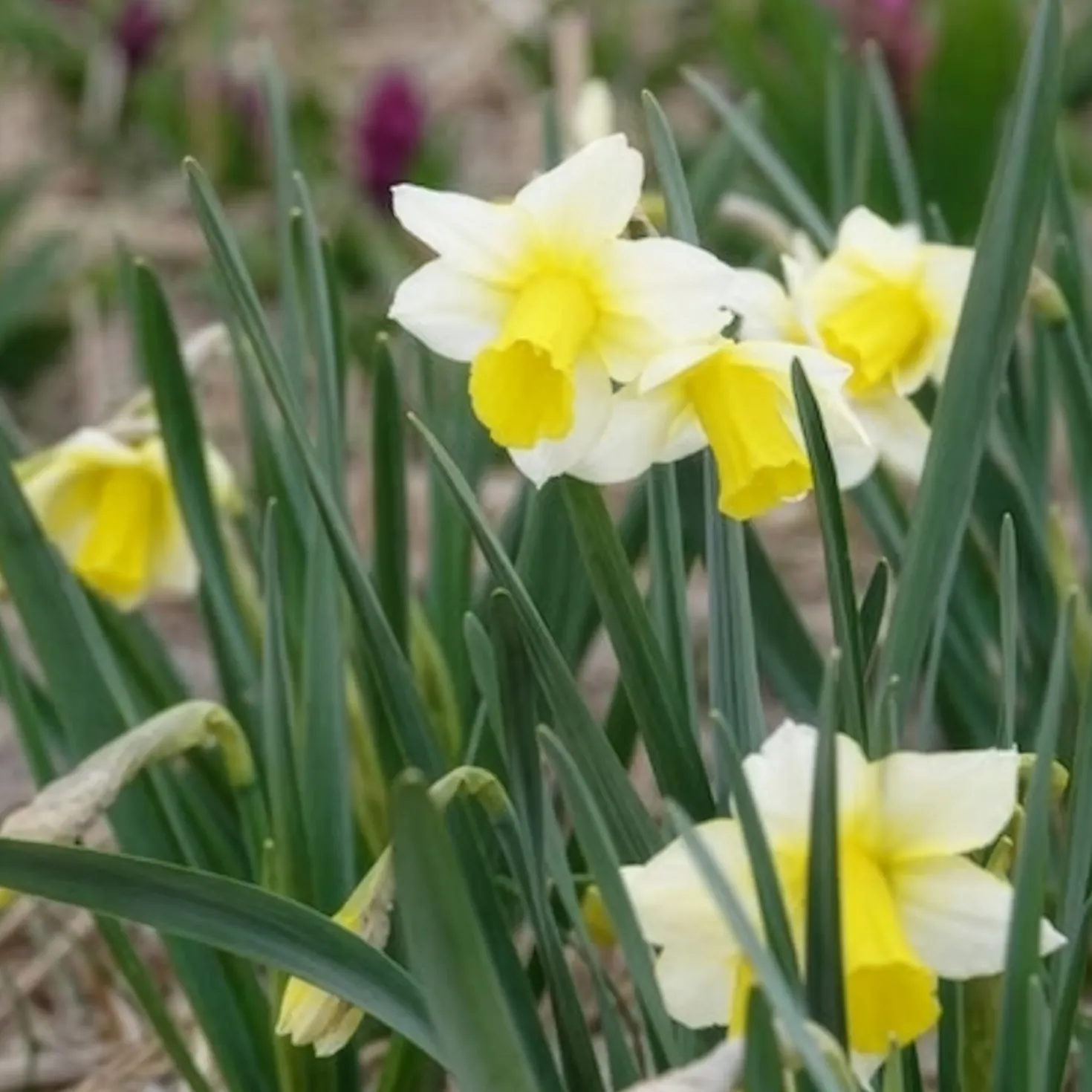 Narzissen Golden Echo (x7) - Sonnengelb im Frühling