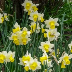 Narzissen Golden Echo (x7) - Sonnengelb im Frühling