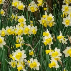 Narzissen Golden Echo (x7) - Sonnengelb im Frühling